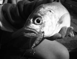 Trevally like this can be by-catch when targeting bass in the upper reaches. This one jumped on a Bassday Sugar Minnow.